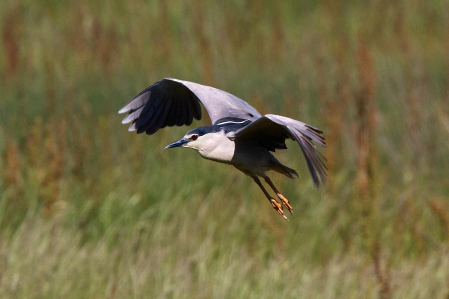 Foto van een Kwak, Coto Doñana, Spanje