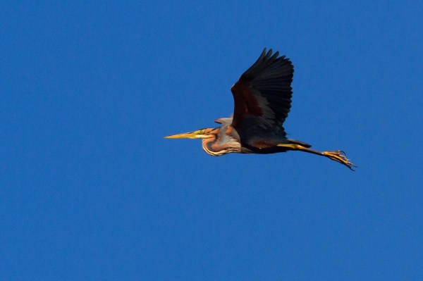 Foto van een Purperreiger, Zouweboezem