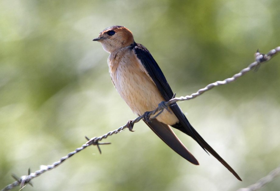 Foto van een Roodstuitzwaluw, Coto Doñana, Spanje
