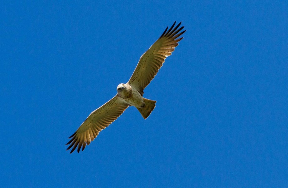 Foto van een Slangenarend, Coto Doñana, Spanje
