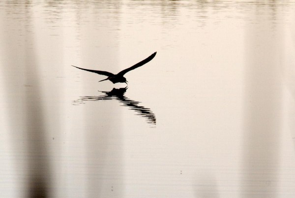 Foto van een Zwarte Stern, Zouweboezem