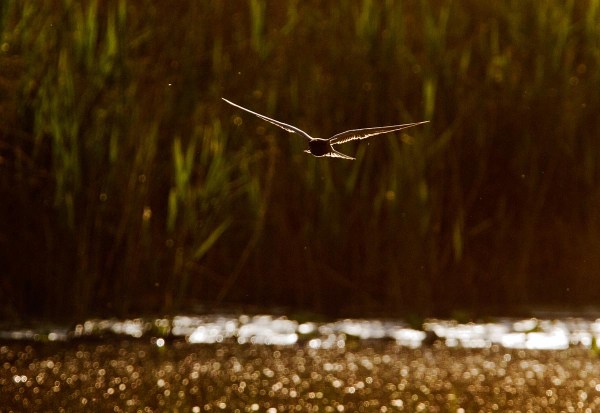 Foto van een Zwarte Stern, Zouweboezem