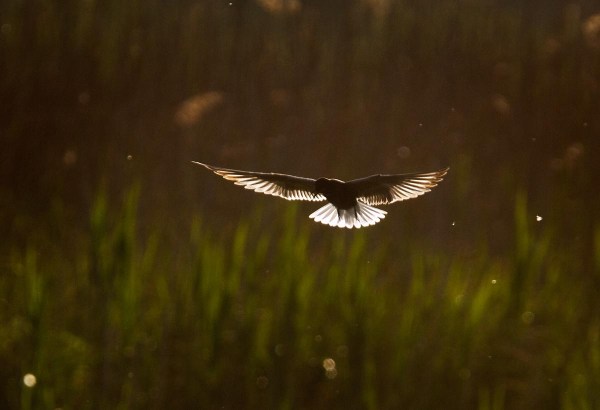 Foto van een Zwarte Stern, Zouweboezem