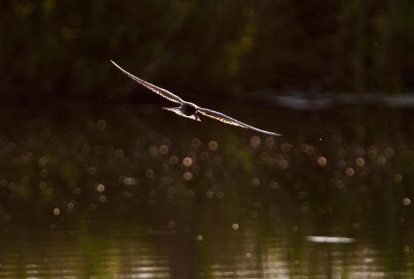 Foto van een Zwarte Stern, Zouweboezem
