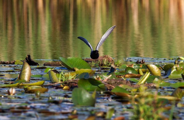 Foto van een Zwarte Stern, Zouweboezem