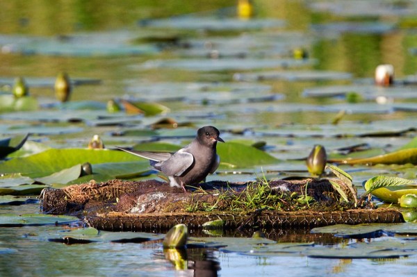 Foto van een Zwarte Stern, Zouweboezem