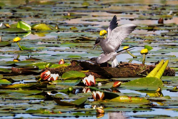 Foto van Zwarte Sterns, Zouweboezem