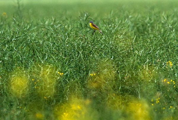 Foto van een Gele Kwikstaart, Groningen