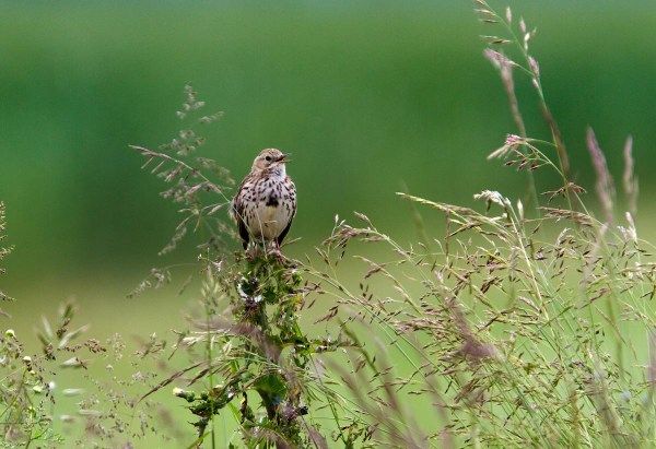 Foto van een Graspieper, Groningen