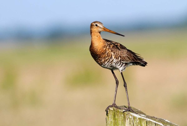 Foto van een Grutto, Polder Arkemheen, Nijkerk