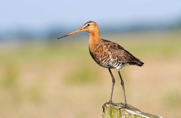 Foto van een Grutto, Polder Arkemheen, Nijkerk