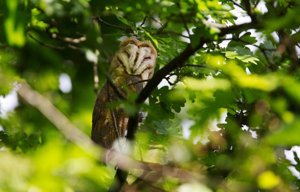 Foto van een jonge Kerkuil, Blauwe Kamer, Rhenen