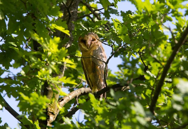 Foto van een jonge Kerkuil, Blauwe Kamer, Rhenen