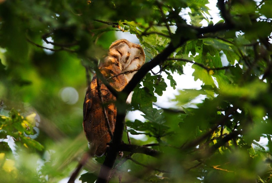 Foto van een jonge Kerkuil, Blauwe Kamer, Rhenen