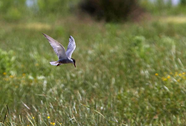 Foto van een Witwangstern, Doñana, Spanje