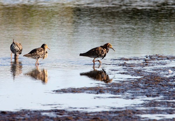 Foto van Kemphanen, Groene Jonker