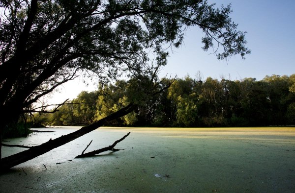 Foto van de Plasserwaard, Wageningen