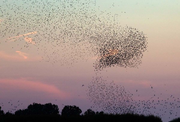 Foto van een spreeuwenwolk, Groene Jonker