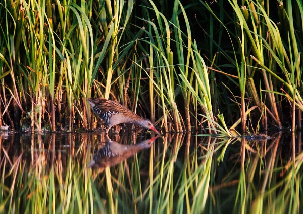 Foto van een Waterral, Groene Jonker