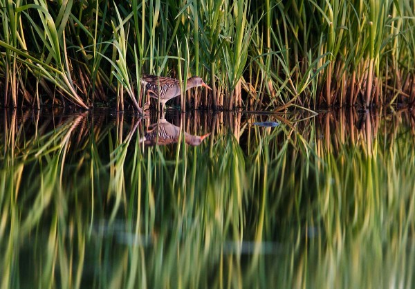 Foto van een Waterral, Groene Jonker