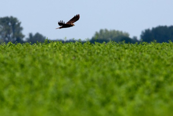 Foto van een Bruine Kiekendief, Little Hortobagy, Hungary