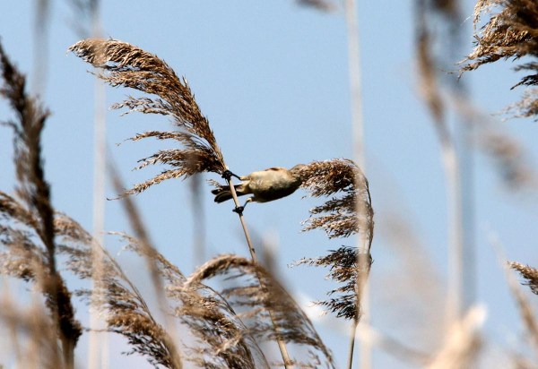 Foto van een Buidelmees, Halastó Fishponds, Hortobágy, Hongarije