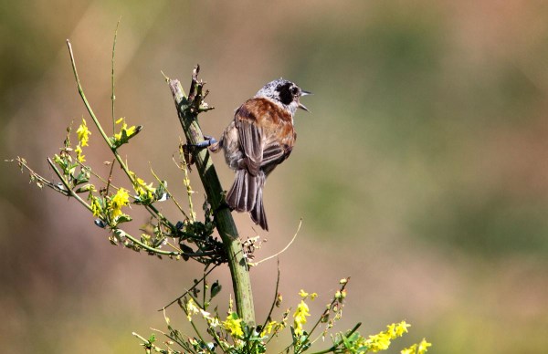 Foto van een Buidelmees, Halastó Fishponds, Hortobágy, Hongarije