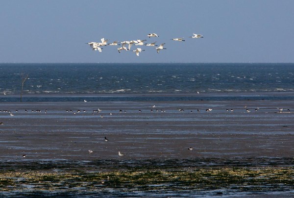 Foto van Lepelaars, de Cocksdorp, Texel