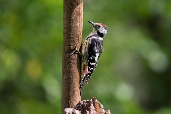 Foto van een Middelste Bonte Specht, Bükk , Hongarije