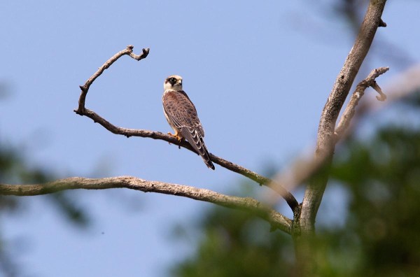 Foto van een Roodpootvalk, Hortbágy, Hongarije