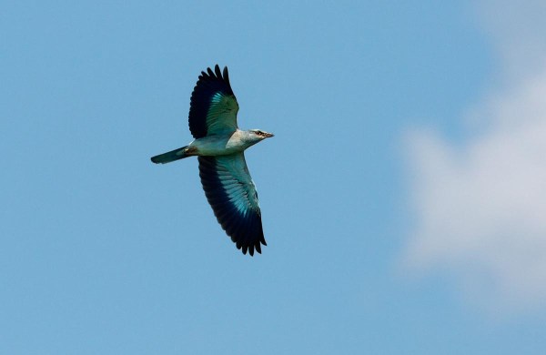 Foto van een Scharrelaar , Little Hortobágy, Hungary