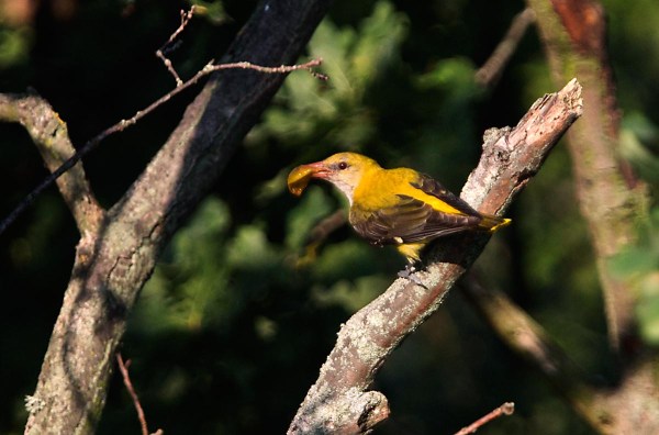 Foto van een Wielewaal, Hortbágy, Hongarije