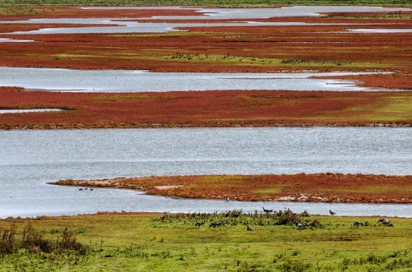 Foto van Zeekraal, Prunje, Zeeland