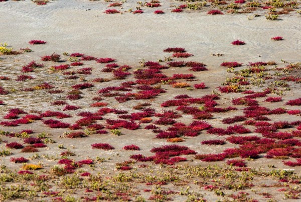 Foto van Zeekraal, Prunje, Zeeland