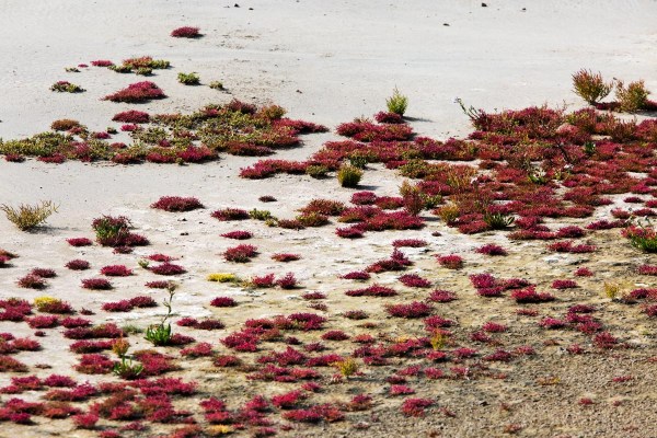Foto van Zeekraal, Prunje, Zeeland
