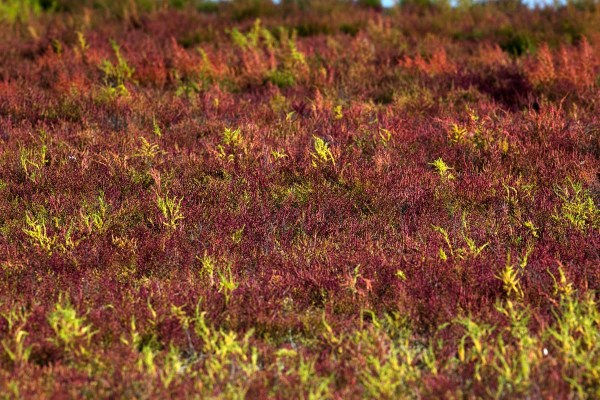 Foto van Zeekraal, Prunje, Zeeland