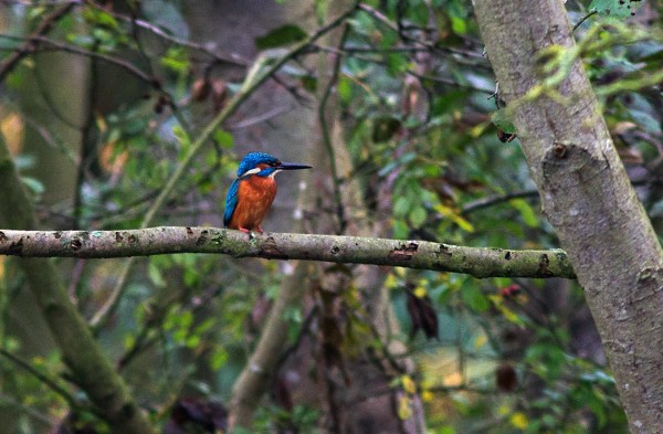 Foto van IJsvogel, Amelisweerd, Utrecht