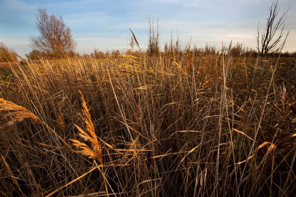 Foto van Nationaal Park Lauwersmeer