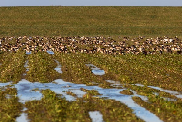 Foto van Grauwe Ganzen en Toendrarietganzen, Schouwen-Duiveland