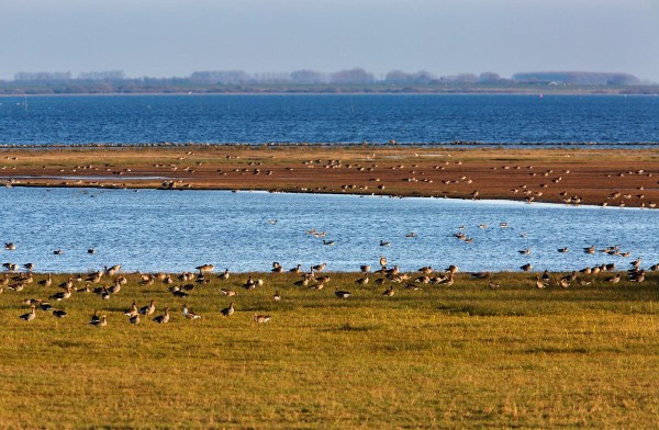 Foto van Grauwe Ganzen en Toendrarietganzen, Schouwen-Duiveland