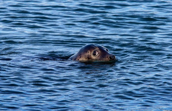 Foto van een Grijze Zeehond, Brouwersdam