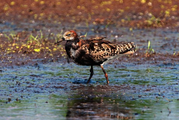 Foto van een Kemphaan, Groene Jonker