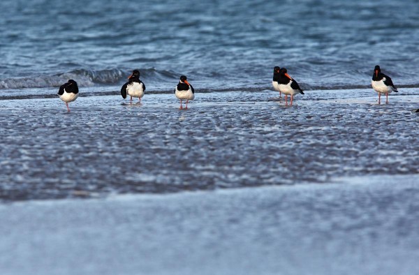 Foto van Scholeksters, Brouwersdam