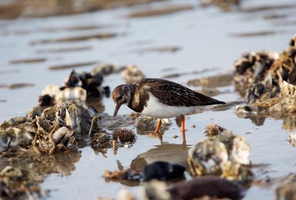 Foto van een Steenloper, Brouwersdam