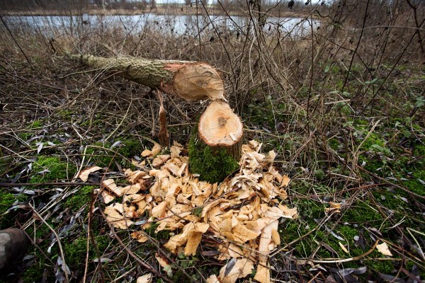 Foto van beversporen in het Harderbos, Flevoland