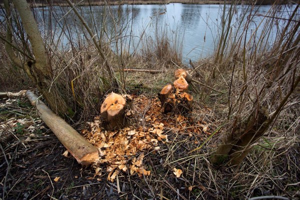 Foto van beversporen in het Harderbos, Flevoland