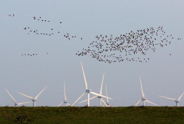 Foto van Brandganzen, Cecilienkoog, Duitsland