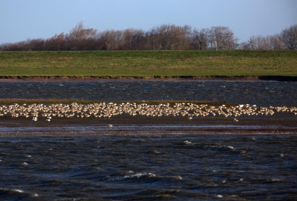 Foto van Wulpen, Hauke-Haien-Koog, Duitsland