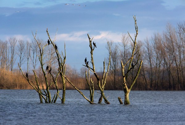 Foto van Aalscholvers, Biesbosch