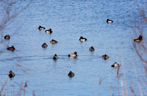 Foto van Tafeleenden en Kuifeenden, Biesbosch